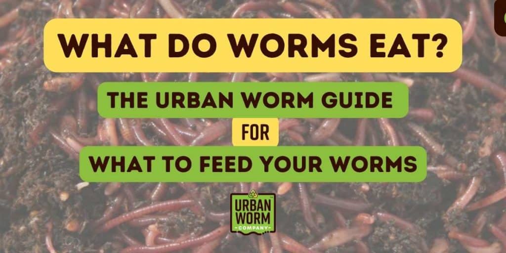 Featured Image for "What do worms eat" article