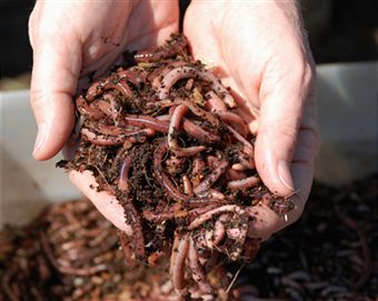 Bait Worms (European Nightcrawlers) – 1/2 lbs – Smiley Worms