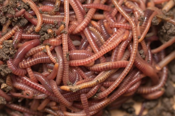 pile-of-red-wigglers