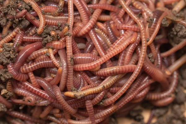 Red Wigglers For Sale