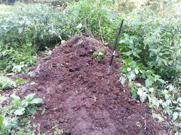 Pile of Horse Manure Used for Beddding By the Urban Worm Company
