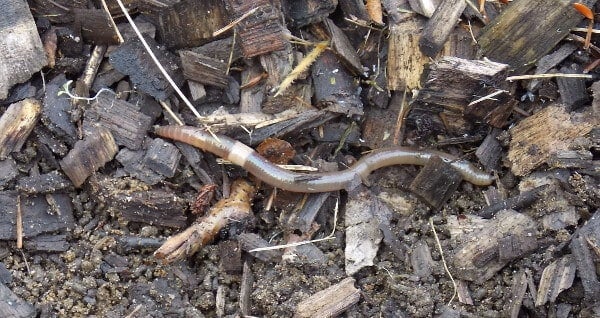 The “Crazy Worm” Infesting the Upper Midwest and Northeast US