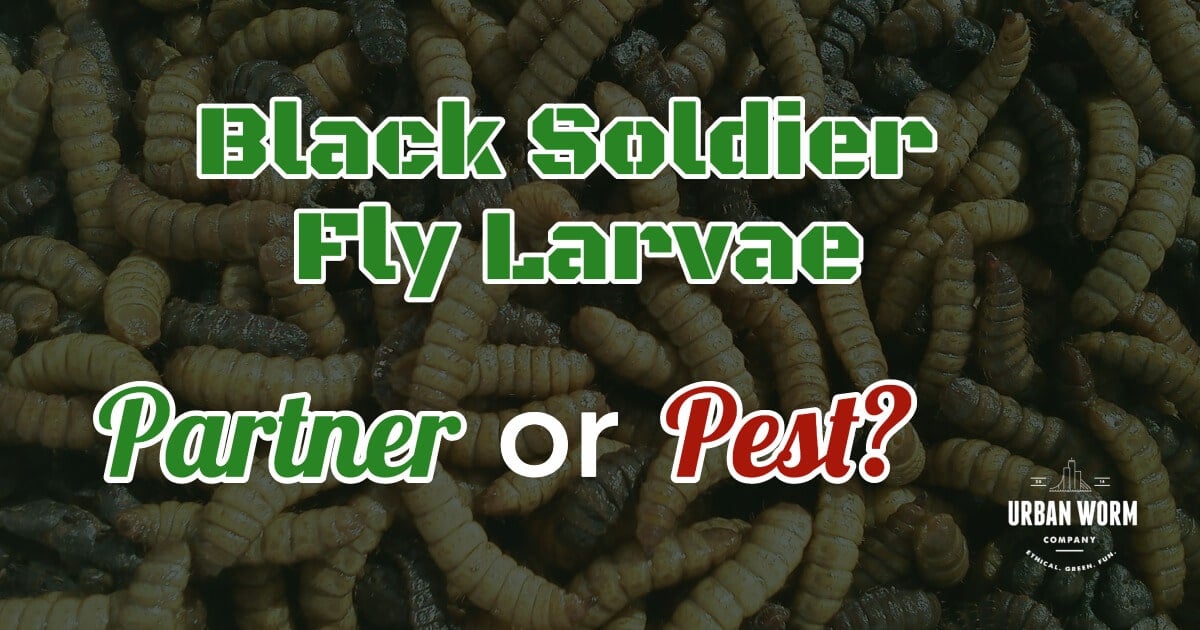 Black Soldier Fly Larvae: Pest or Partner?