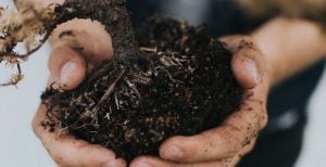 yard waste compost