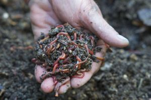 African Night Crawlers – Worms For Worm Farms & Education