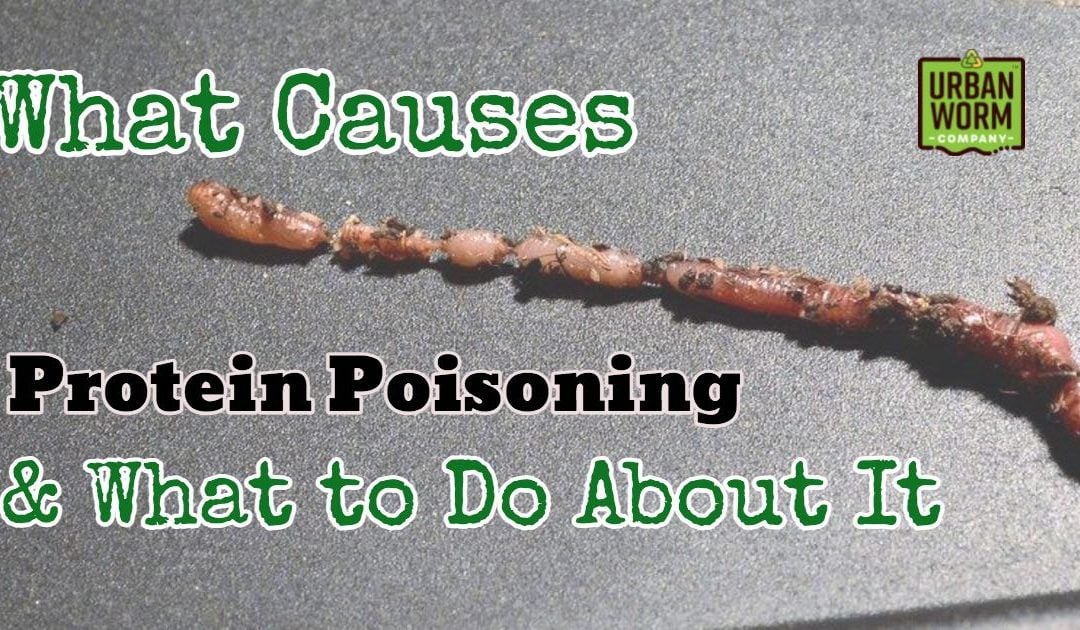 What Causes Protein Poisoning and What to Do About It