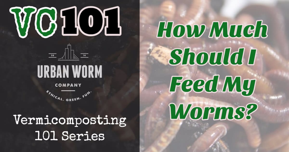 Vermicomposting 101: How Much Should I Feed My Worms?