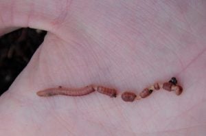 Compost Worms, Nightcrawlers, Worm Castings, & Red Wigglers for Sale –  Brothers Worm Farm