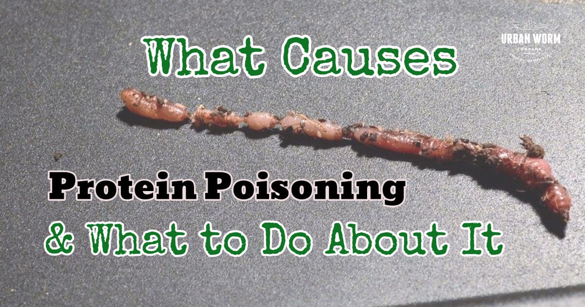 What Causes Protein Poisoning and What to Do About It