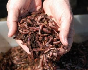 hands full of worms
