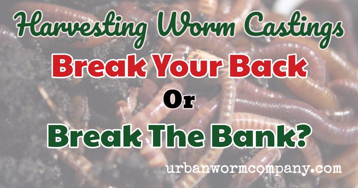 Harvesting Worm Castings: Break Your Back or Break The Bank?
