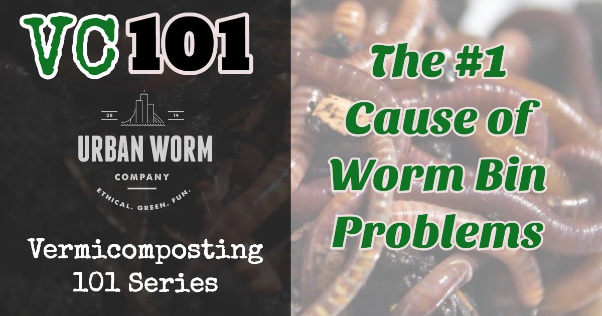 Vermicomposting 101: The #1 Cause of Worm Bin Problems