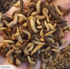 black soldier fly larvae