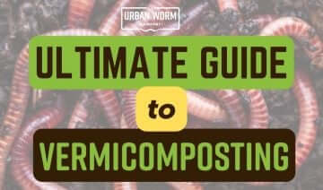 Featured image for Urban Worm Guide to Vermicomposting