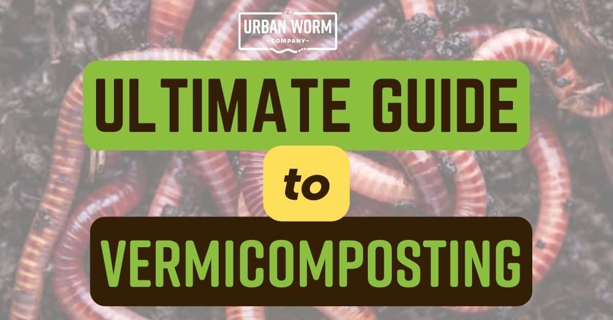 Featured image for Urban Worm Guide to Vermicomposting