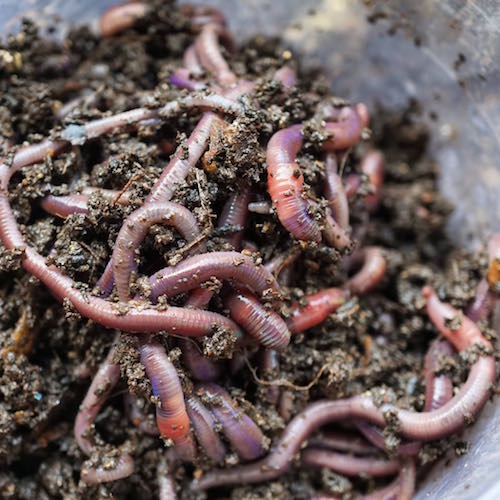 business plan for vermicompost