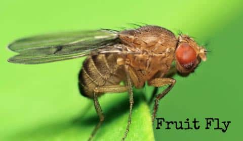 fruit fly