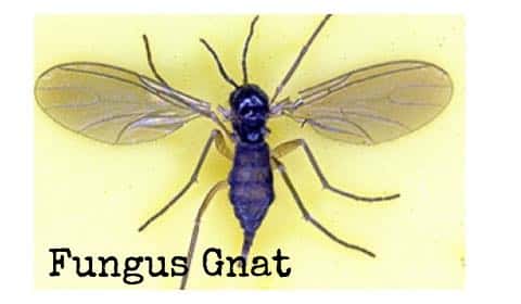 fungus gnat