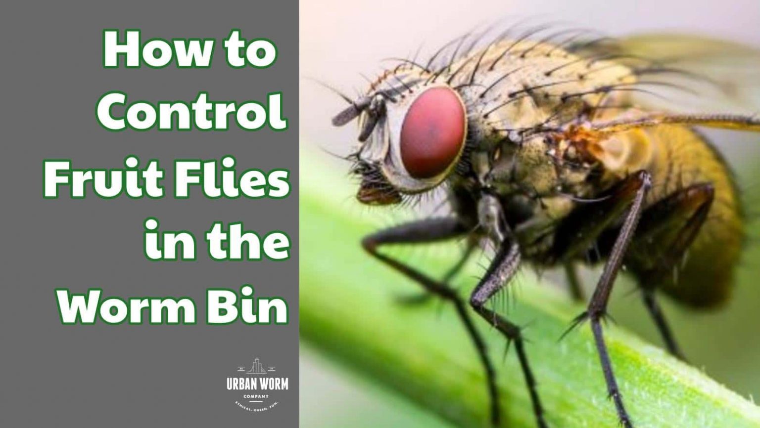 How to Prevent and Eliminate Fruit Flies in the Worm Bin