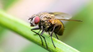 Fruit flies have shorter lives if exposed to their own dead