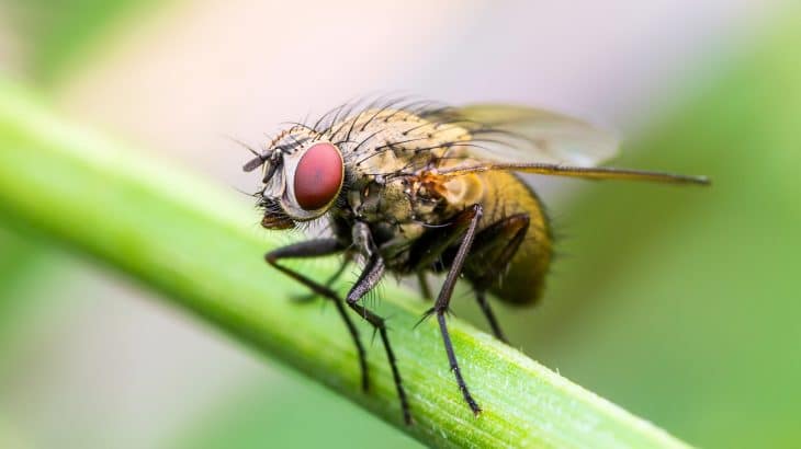 How To Prevent And Eliminate Fruit Flies In The Worm Bin