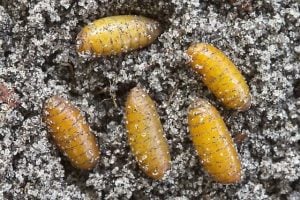 How to Prevent and Eliminate Fruit Flies in the Worm Bin