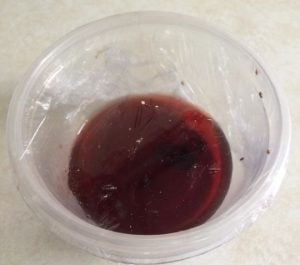 How to Prevent and Eliminate Fruit Flies in the Worm Bin