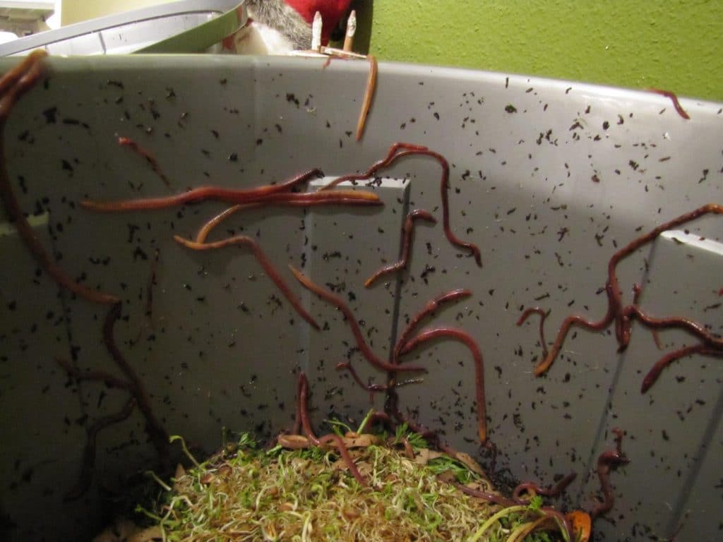 Worms crawling on walls of bin