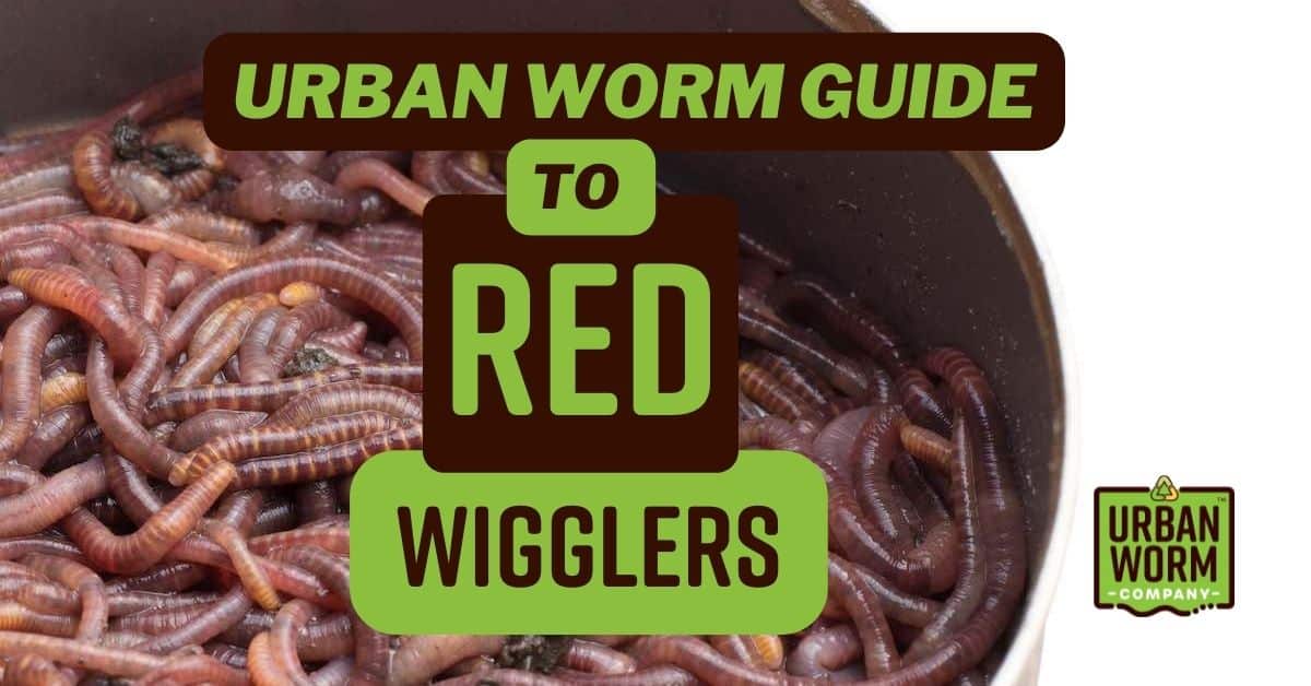 Red Wiggler Worms