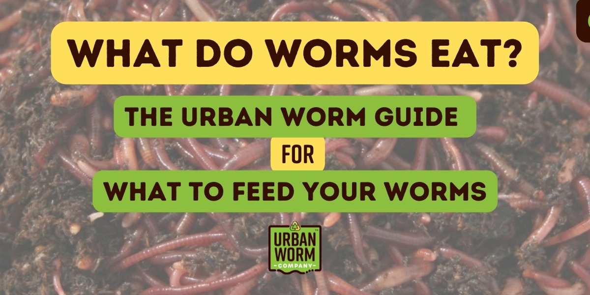 What Do Worms Eat? A Road Map for What To Feed Your Worms