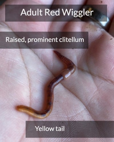 Red Wigglers Vs Indian Blues: How to Tell the Difference