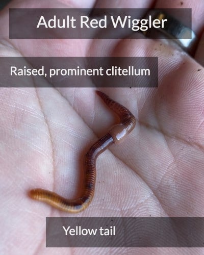 What are the best worms for composting? Indian Blues or Red Wigglers –  Brothers Worm Farm