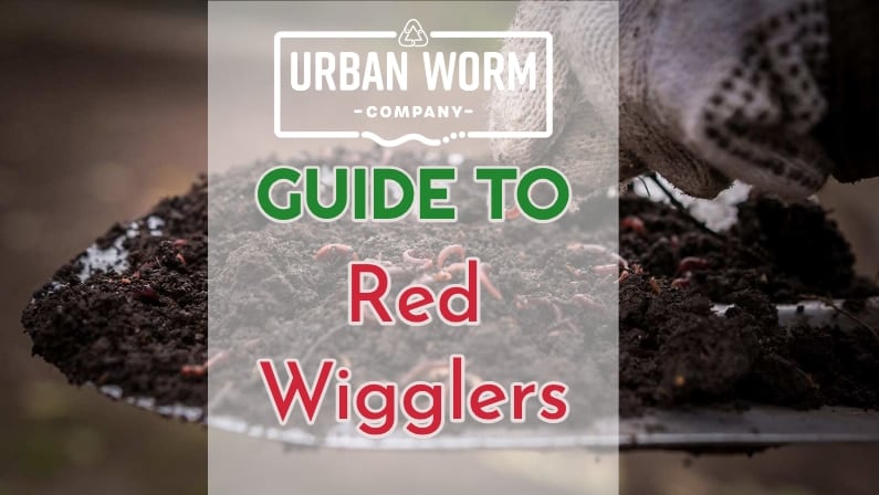 download buy red wigglers near me