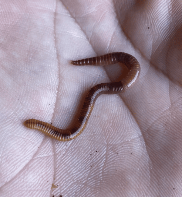 Red Wiggler Worm Composting