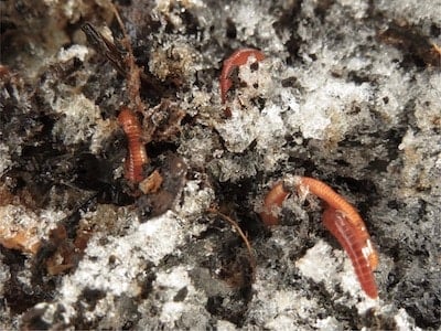 red wigglers in ice crystals during cold weather