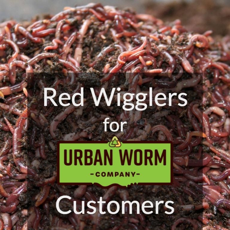 How to Start a Worm Bin the Right Way 101