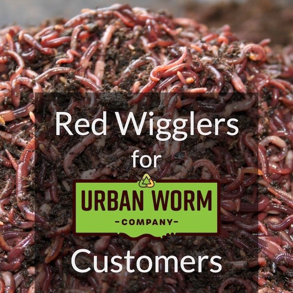 download red wigglers