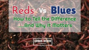 Vermicomposting 101: Should I Mix Worm Species in My Worm Bin?