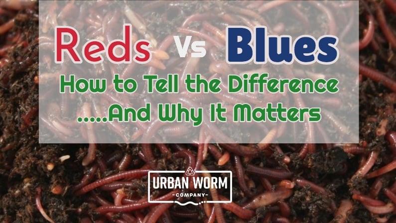 Red Wigglers Vs Indian Blues: How to Tell the Difference