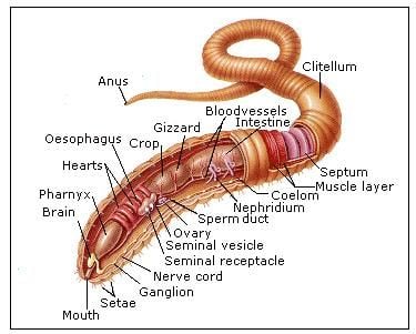 How well do you know your worms?