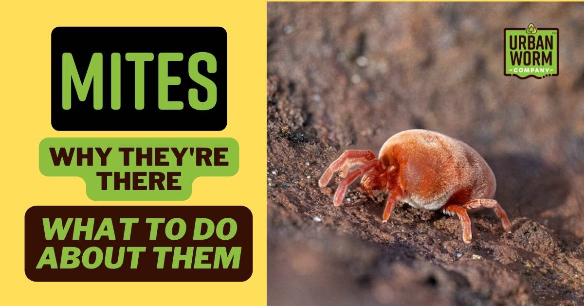 Mites in Your Worm Bin: Why They're There and How to Control Them