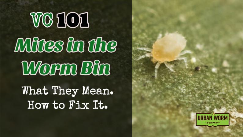Mites in Your Worm Bin: Why They’re There and How to Control Them