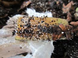 How To Make Live Composting Worms Turn Neon Green To Drive Fish