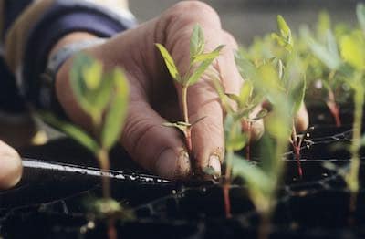 bilde av frøplante