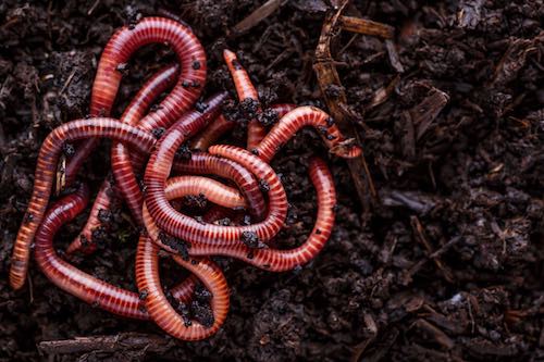 Red Wiggler Composting Worms – Inch by Inch AZ Worm Castings