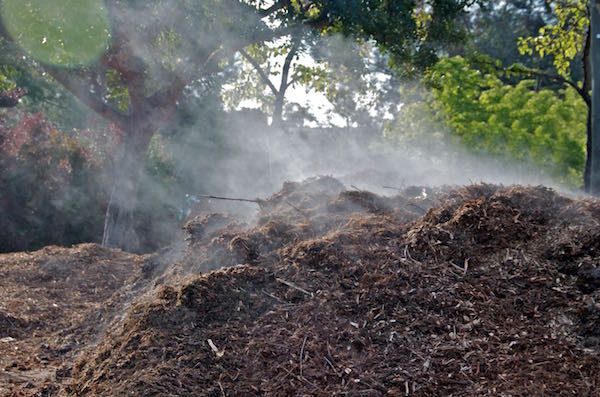 Steaming-hot-compost-pile