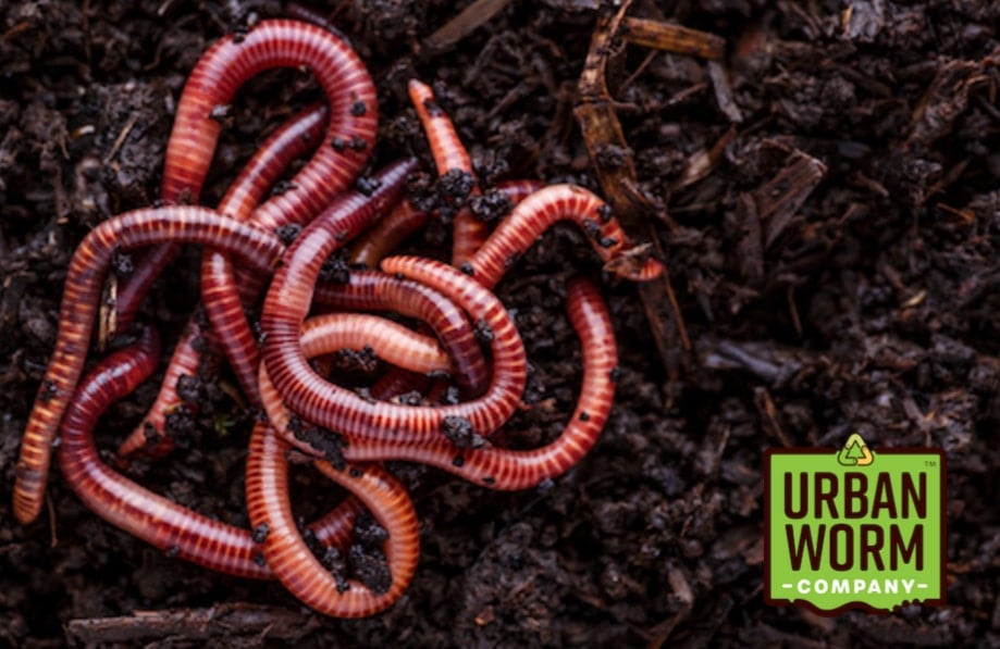 Picture of red wigglers from the Urban Worm Company