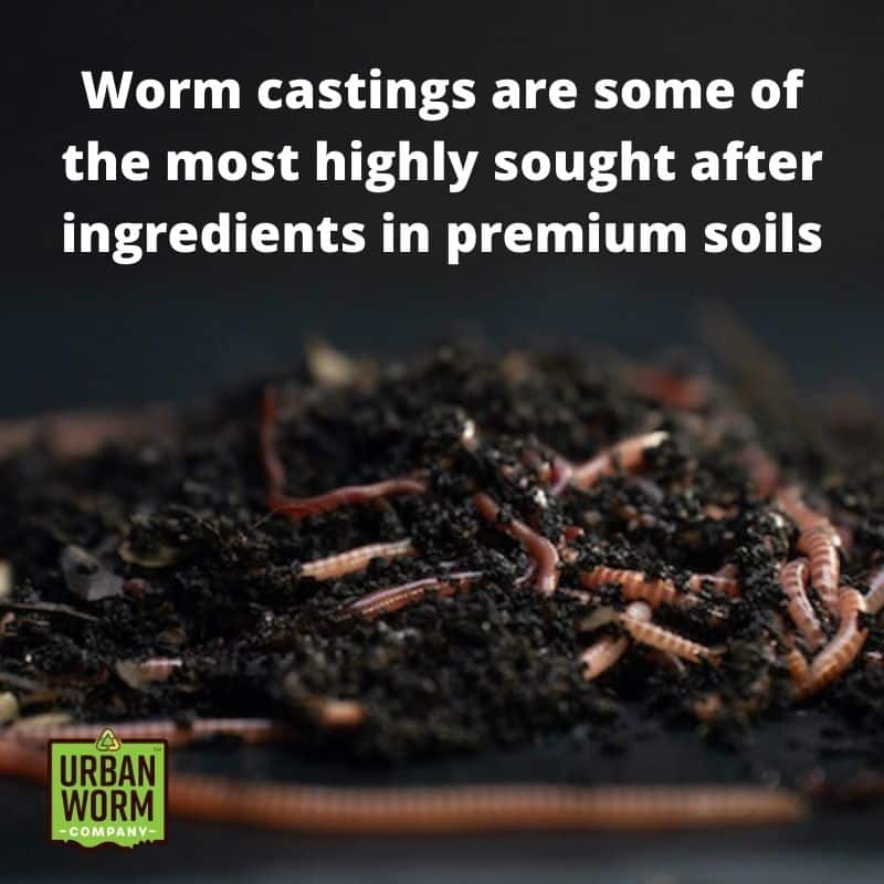 Bulk Worms