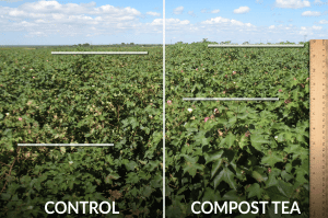 An image showing a crop treated with compost tea vs a control group. The control group has lower growth