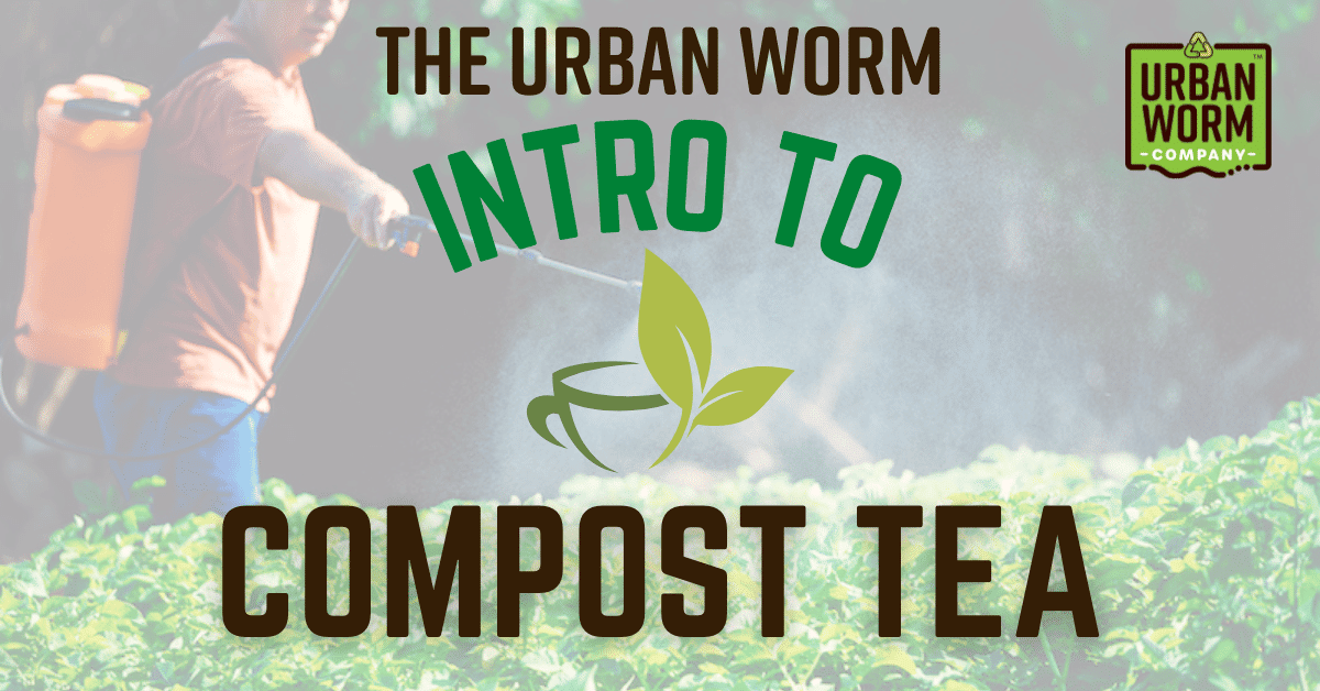 Man spraying compost tea on plants